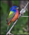 _2SB9382 painted bunting